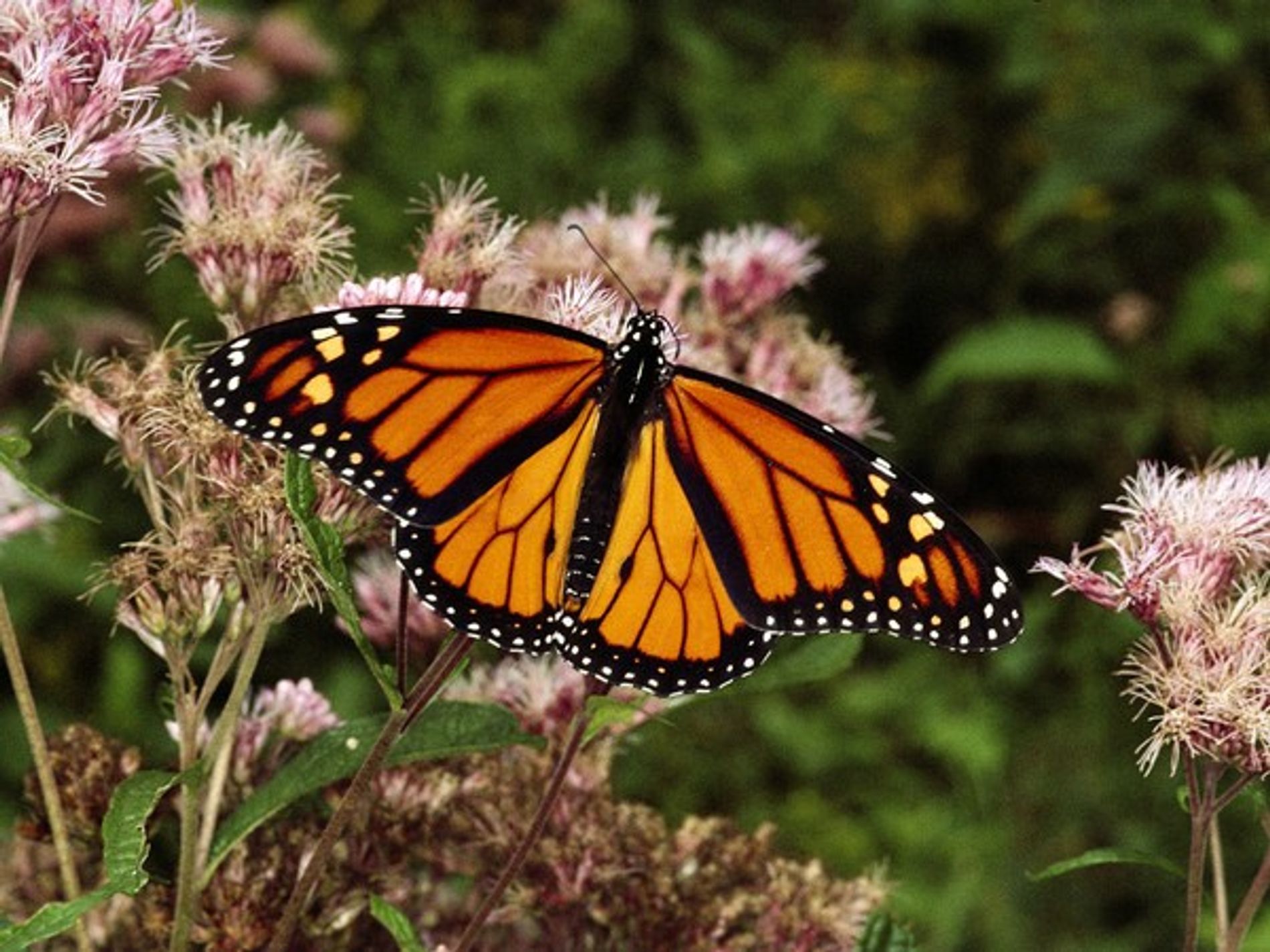 mariposas monarca