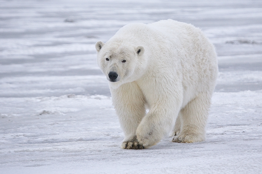 oso polar