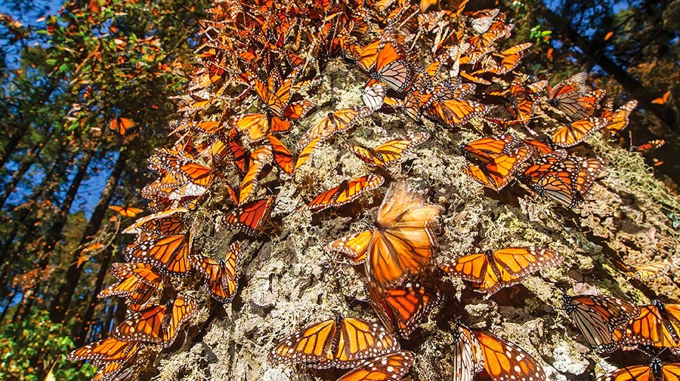 mariposas monarca