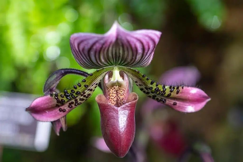 nueva especie de orquídea