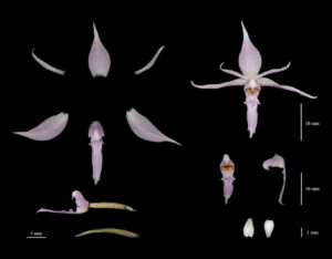 nueva especie de orquídea