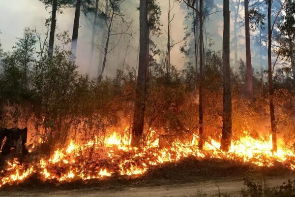 La emergencia sanitaria provocada por los incendios forestales