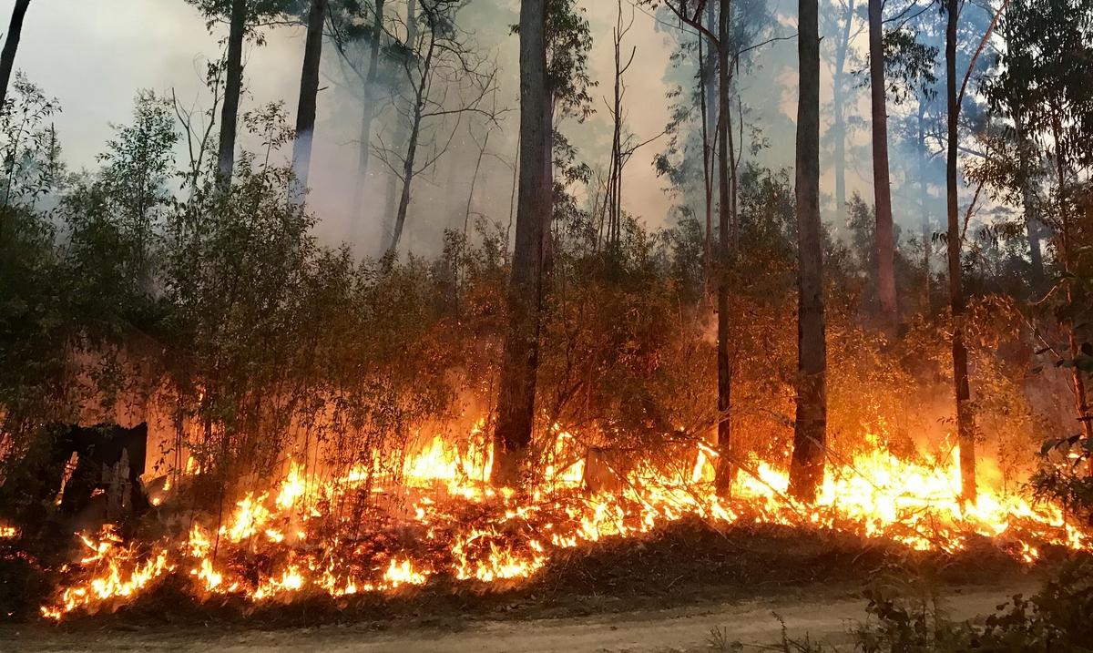 La emergencia sanitaria provocada por los incendios forestales