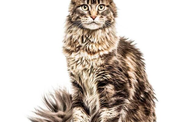 Gato Maine Coon