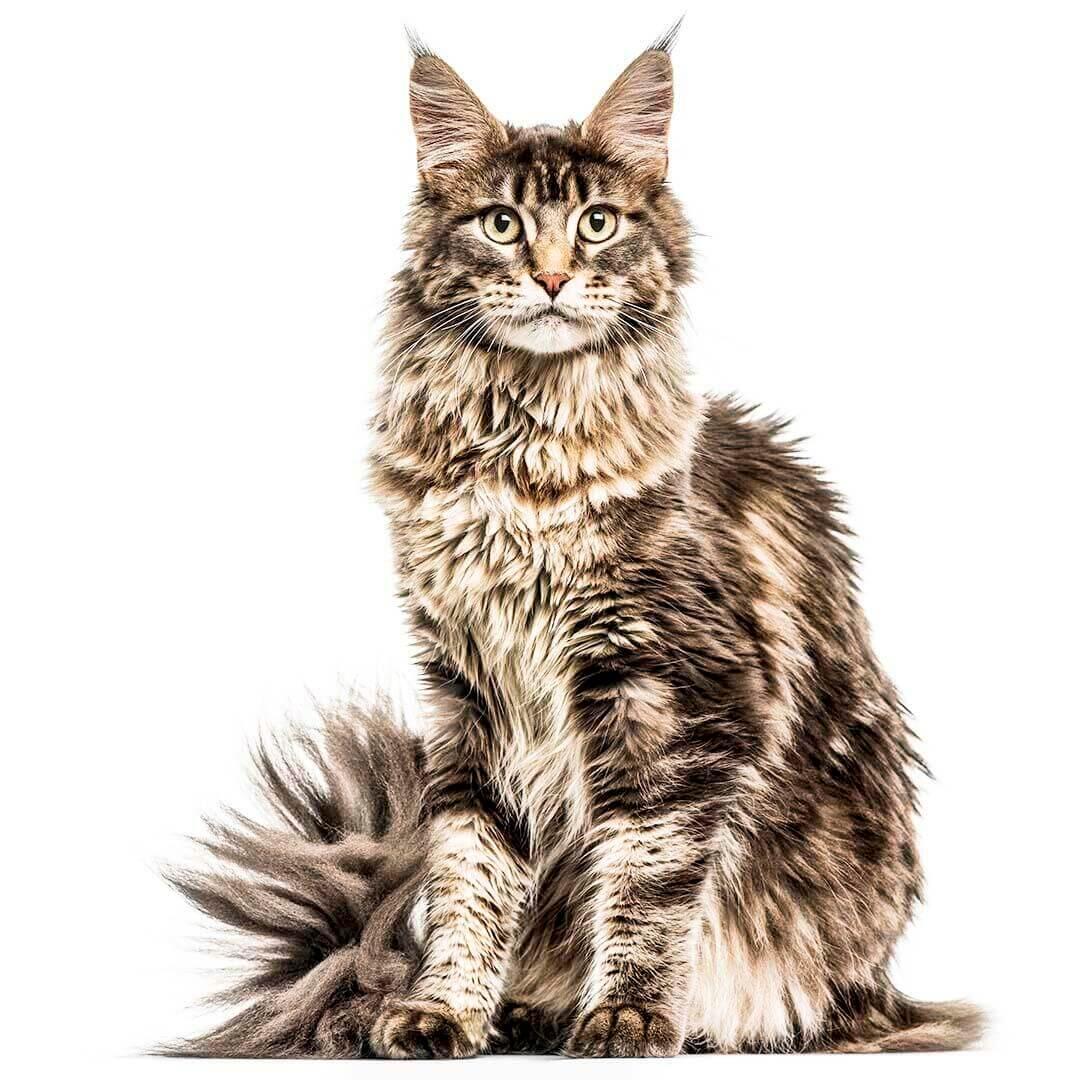 Gato Maine Coon