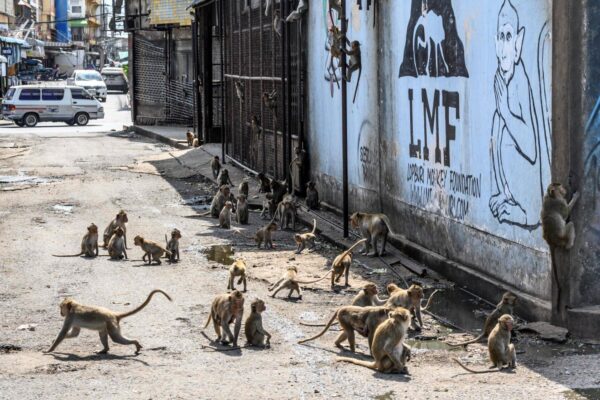 monos salvajes