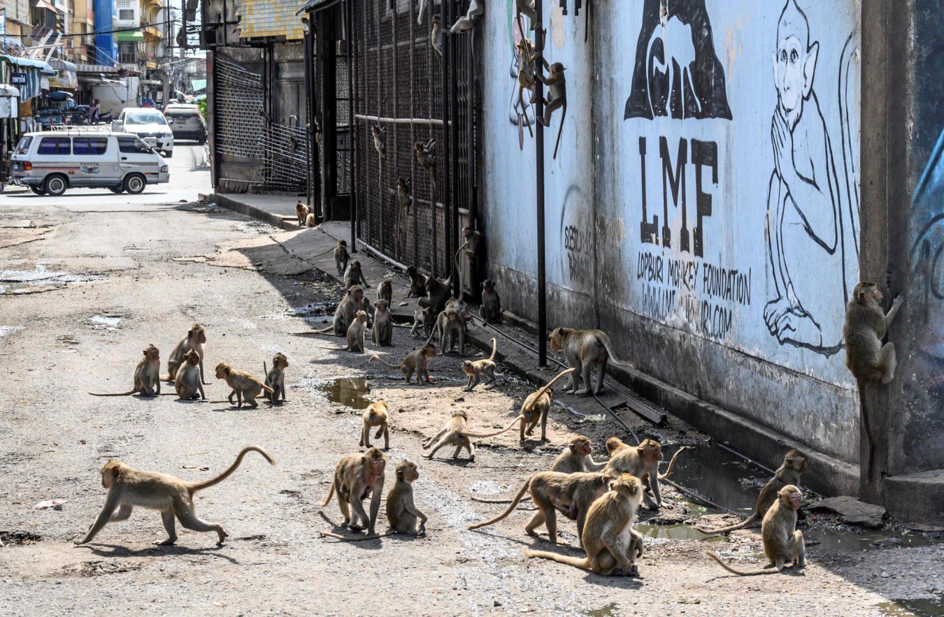 monos salvajes