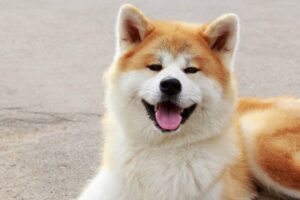 Nuevas regulaciones para la eutanasia en los animales Perro mascota