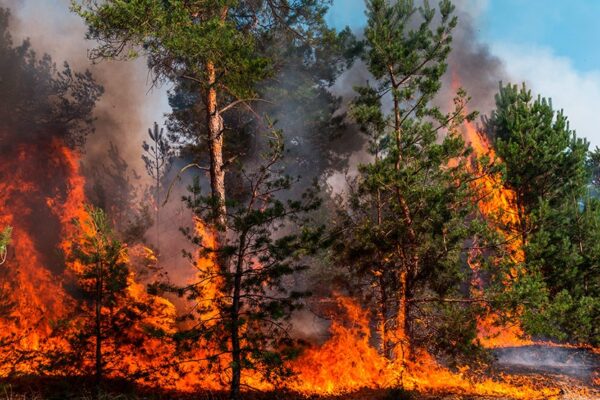 Bajo fuego México: incendios en 14 Estados