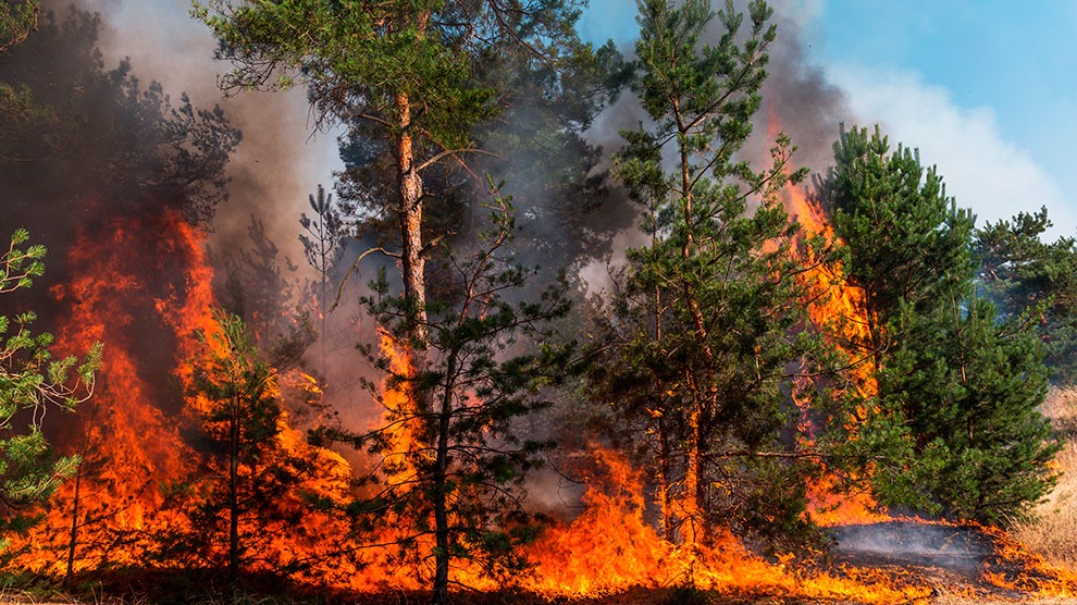 Bajo fuego México: incendios en 14 Estados