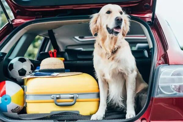 Viaja con tu mascota estas vacaciones