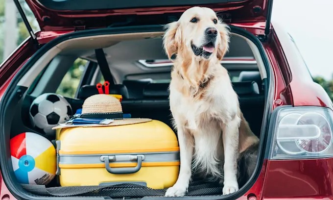 Viaja con tu mascota estas vacaciones