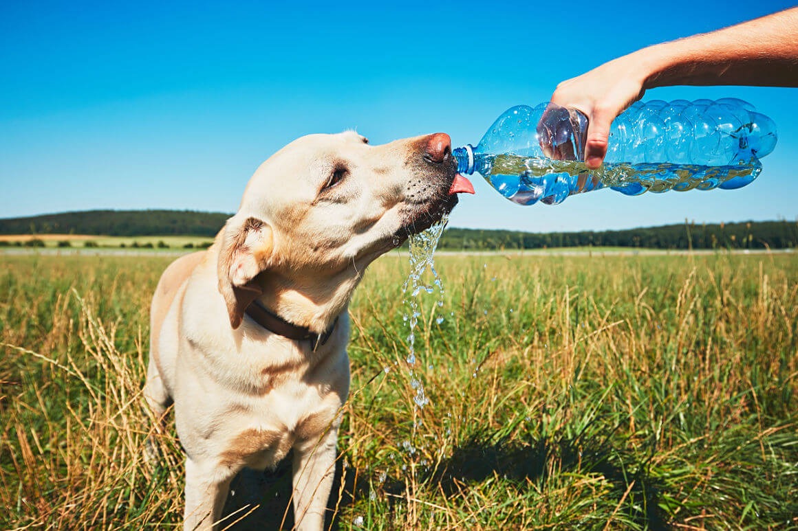 ¡Cuidado! Mascotas en riesgo por altas temperaturas en Edoméx