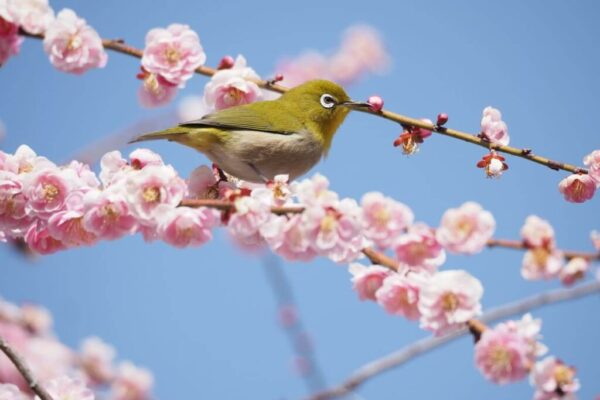 ¿Que es el equinoccio de primavera?