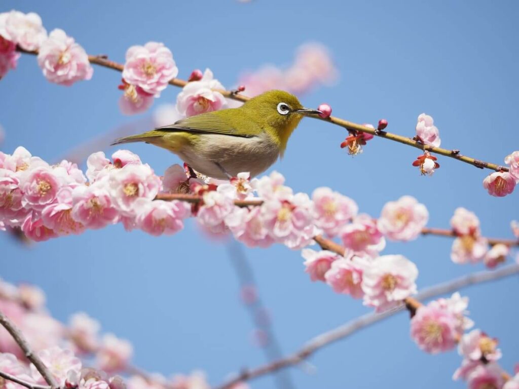 ¿Que es el equinoccio de primavera?