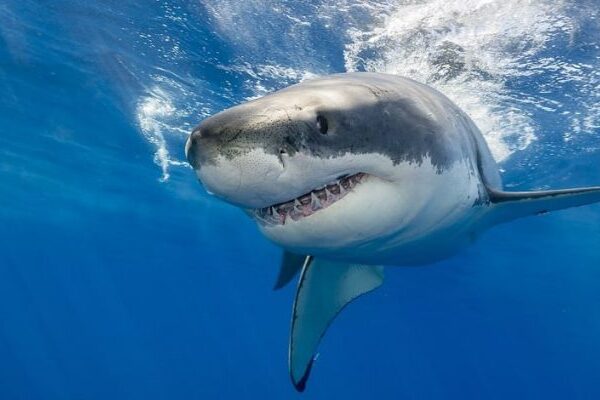 Unos tiburones