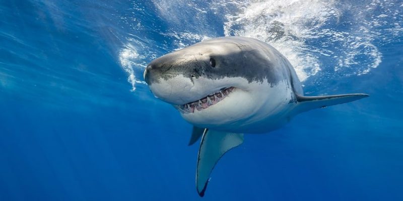 Unos tiburones