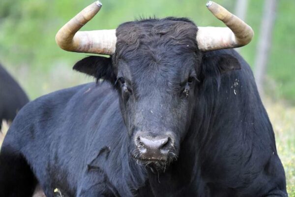 Un toro en la Salle del Pedregal capta la atención