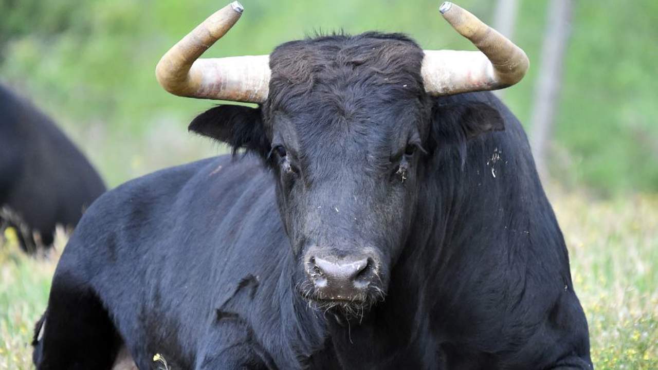 Un toro en la Salle del Pedregal capta la atención