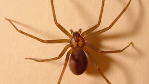Araña V