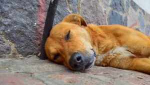Perro