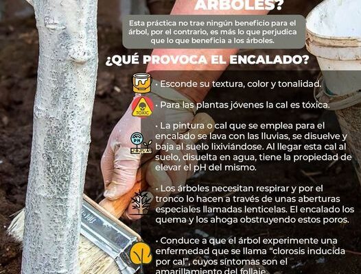 Gobierno Municipal de Cuautitlán Izcalli advierte sobre los peligros del encalado en los árboles