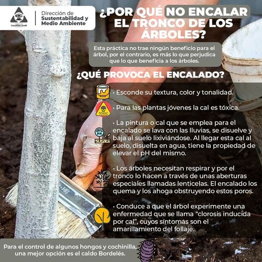 Gobierno Municipal de Cuautitlán Izcalli advierte sobre los peligros del encalado en los árboles