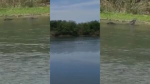 caiman-en-rio-bravo-especial_11zon