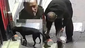perrito_callejero_edomex.jpg_1103262657_11zon