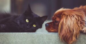 perros-gatos-estados-unidos_11zon