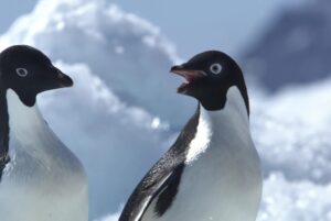 pinguinos-adelia-antartica-mision_11zon