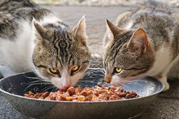 PROFECO revela las peores marcas de croquetas para gato en México