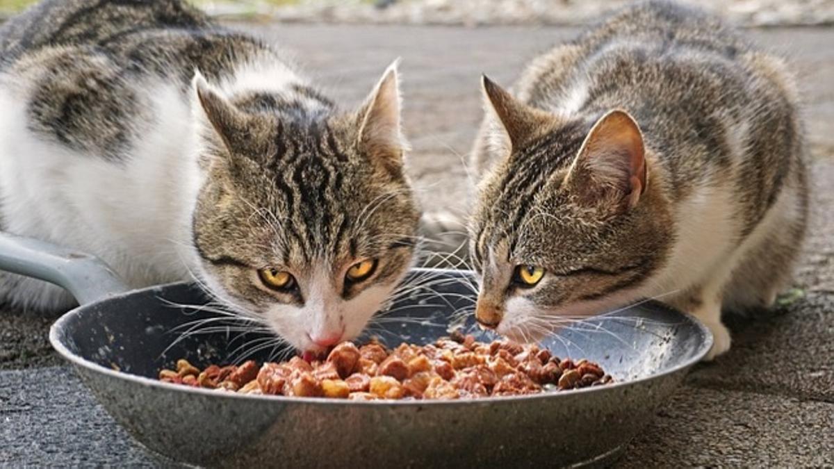 PROFECO revela las peores marcas de croquetas para gato en México