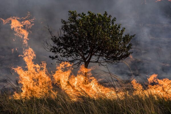 incendios forestales