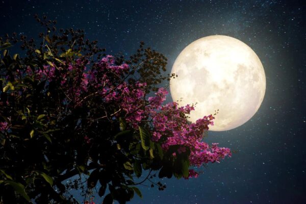 Luna de flores: fechas y lugares para verla en México