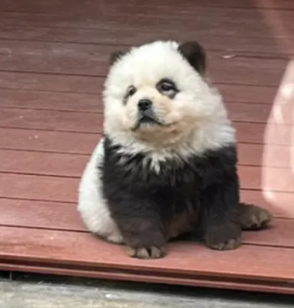 osos panda