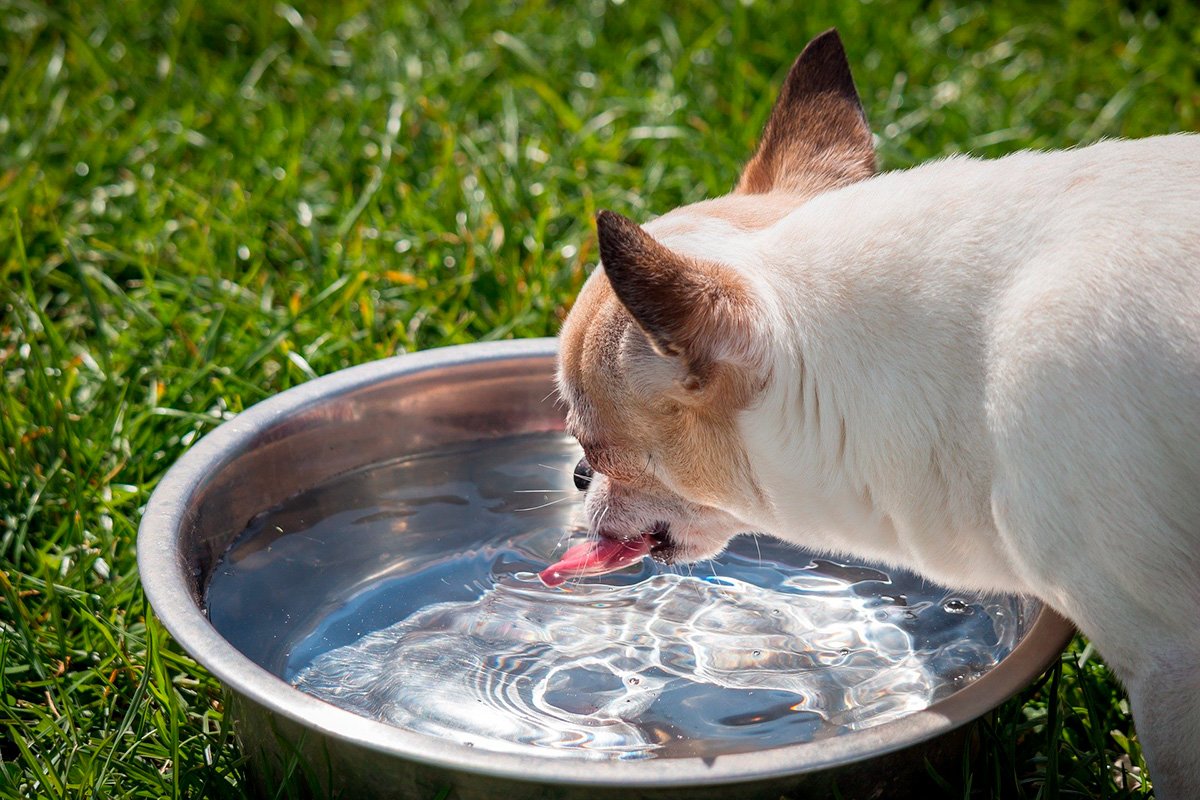 Bebidas alternativas para mantener hidratados a los perros