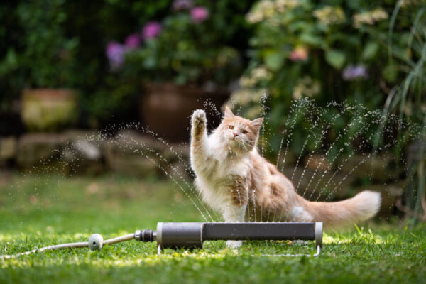 ¡Atención pet lovers! Tips para proteger a tus mascotas del calor