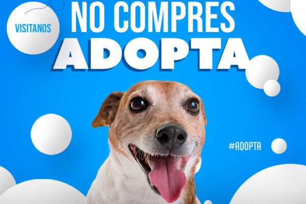 Ayuntamiento de Calimaya promueve adopción de mascotas