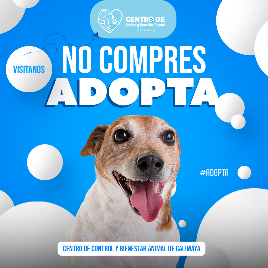 Ayuntamiento de Calimaya promueve adopción de mascotas