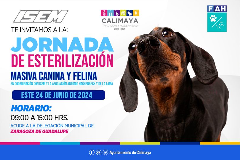 Calimaya invita: únete a la Jornada de Esterilización Masiva Canina y Felina