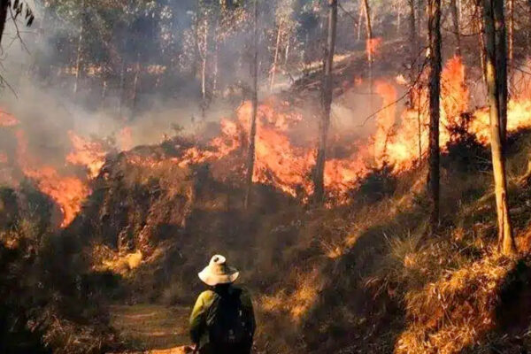 Incendios forestales