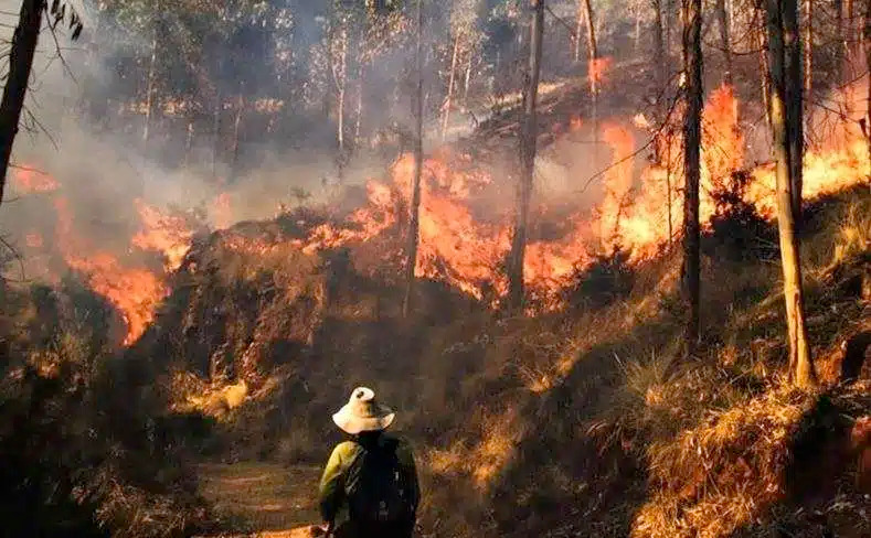 Incendios forestales