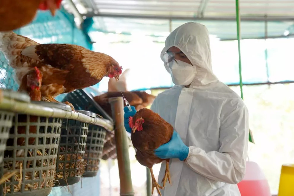 gripe aviar en México