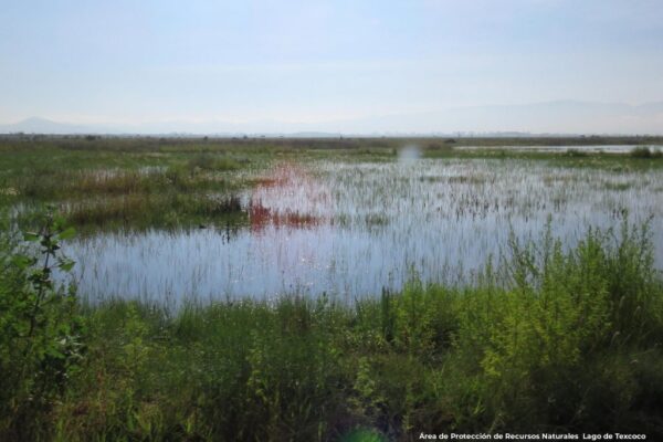 Lago de Texcoco revive tras lluvias