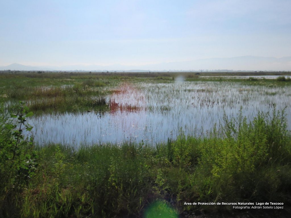 Lago de Texcoco revive tras lluvias