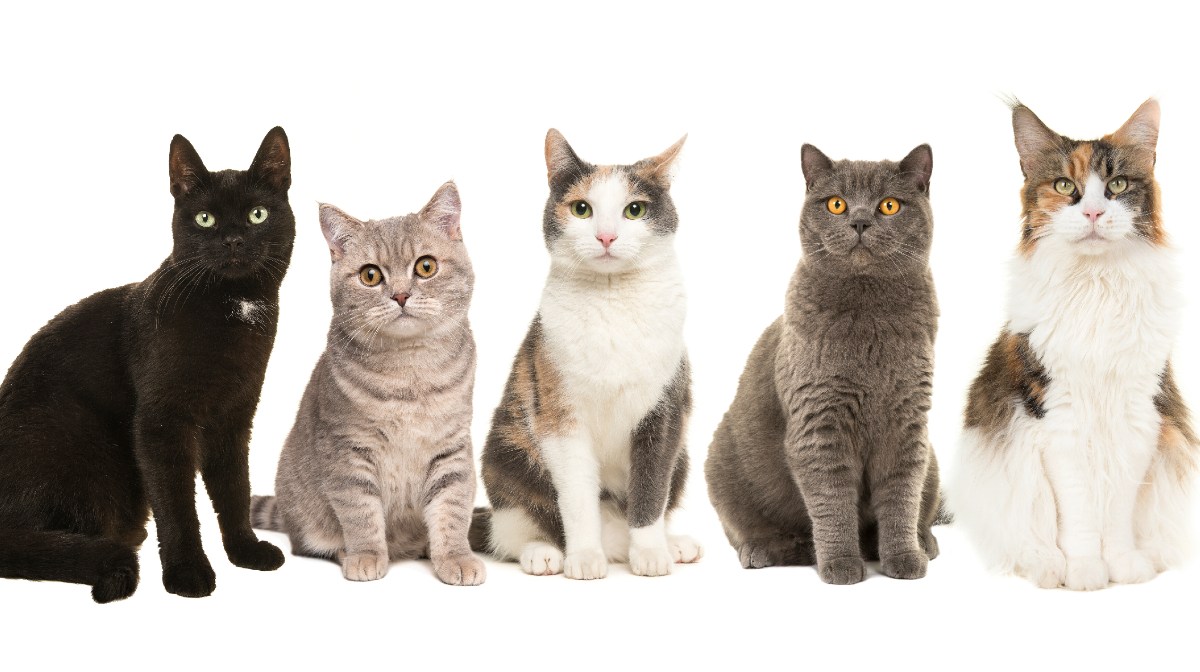 Día del gato: cinco curiosidades sorprendentes sobre estos felinos