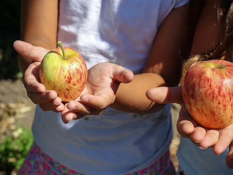 Alimentación infantil: "Don Cacahuato" revoluciona el consumo de frutas y verduras en México