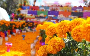 La flor de Cempasúchil, un verdadero ícono en los altares y ofrendas del Día de Muertos