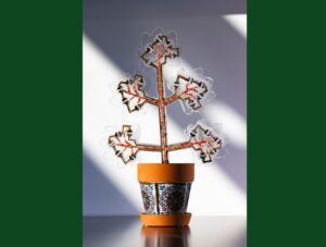 Semillas-alas-9-1536x1164